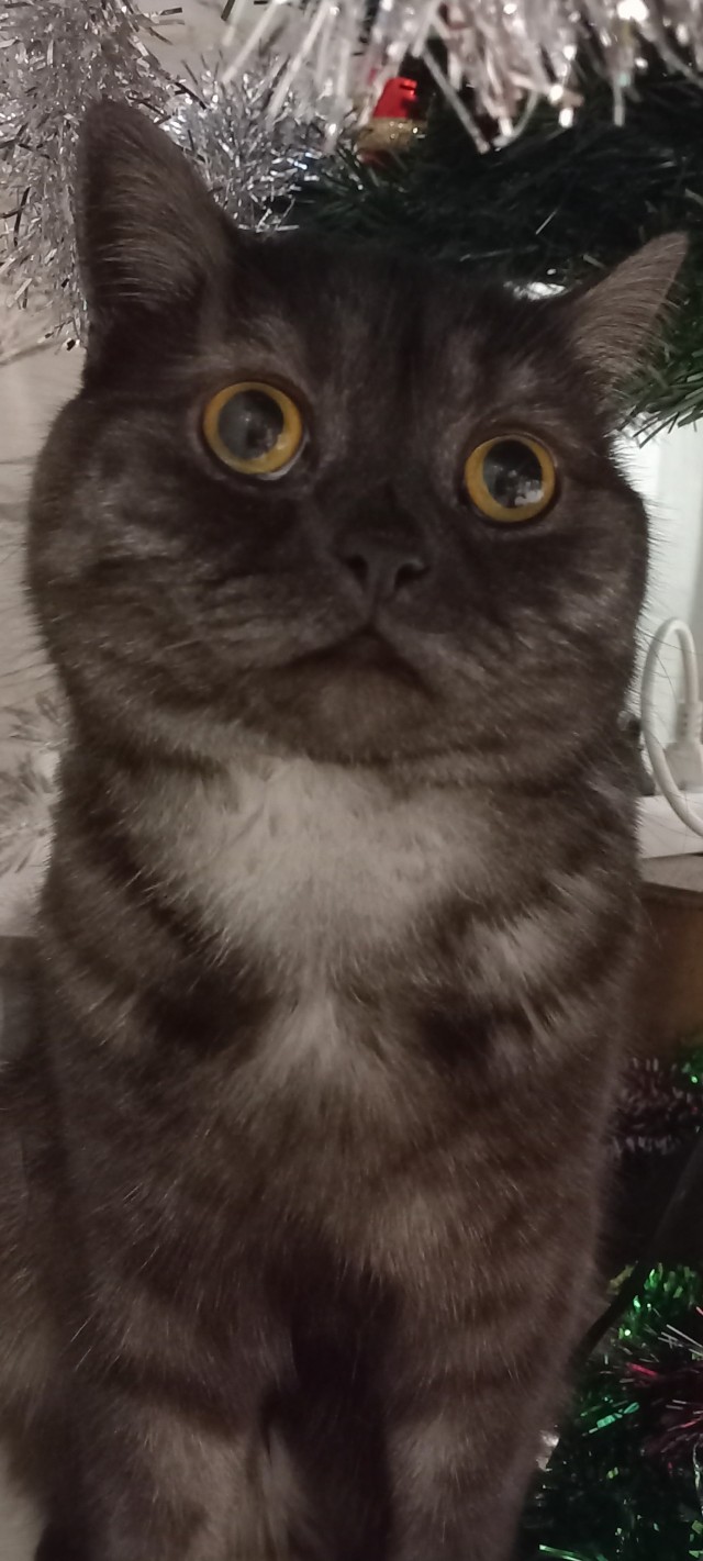 Котовторник 31.12.2024. Последний котовторник года