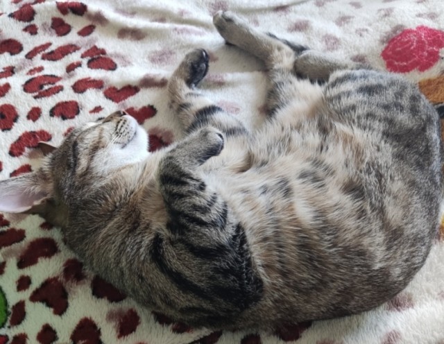 Спящий кот