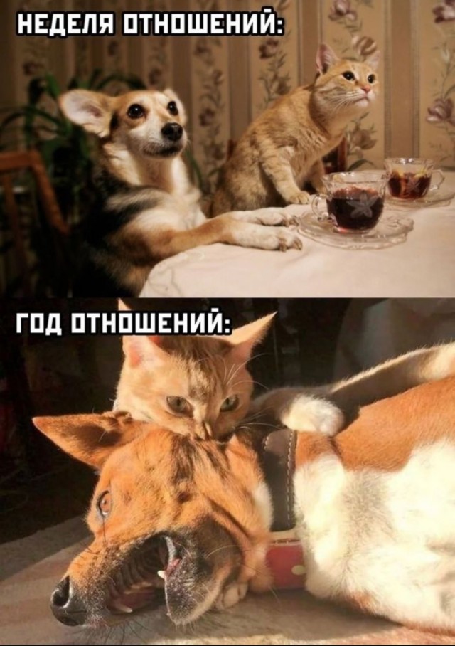 Юмор в картинках за пол дня и клуб приемных детей