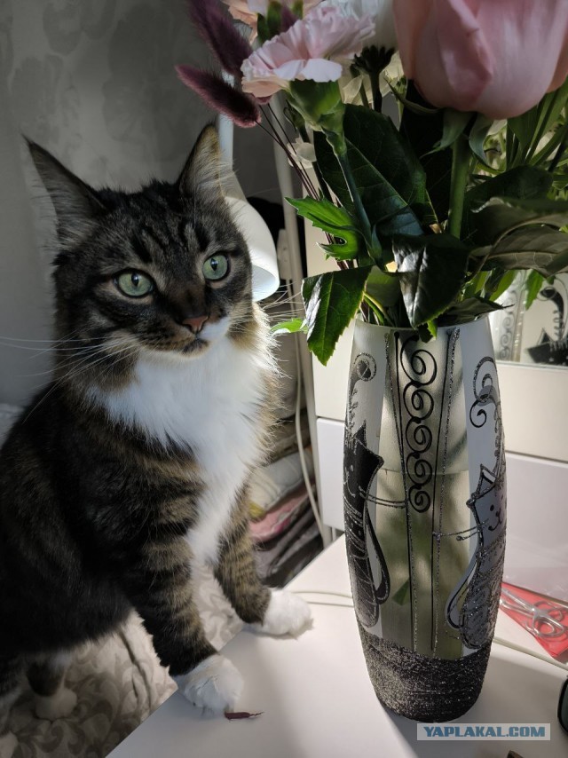 Котовторник