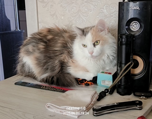 Когда кот смотрит в окно и не реагирует — это знак, который нельзя игнорировать