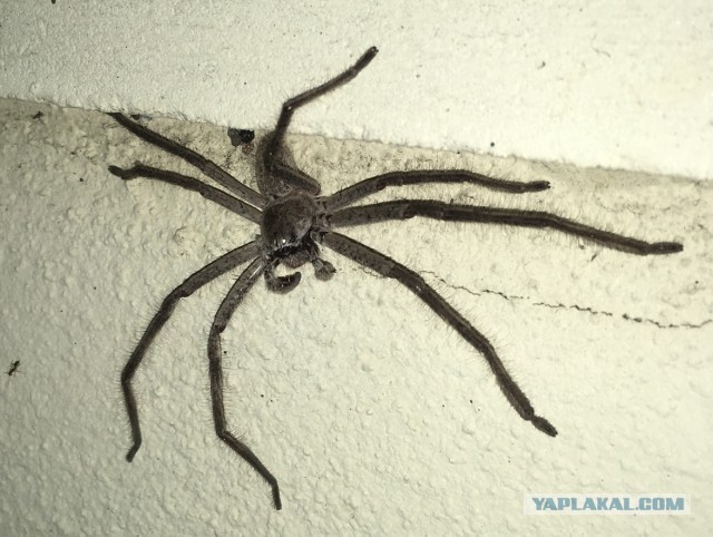 Самый страшный паук Австралии.