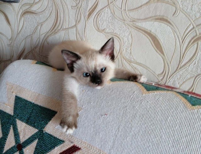 Его первый вторник