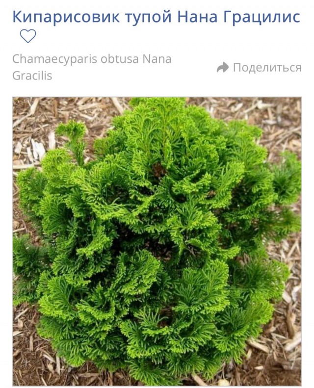 Картинки для деградации 17 (разной степени свежести)