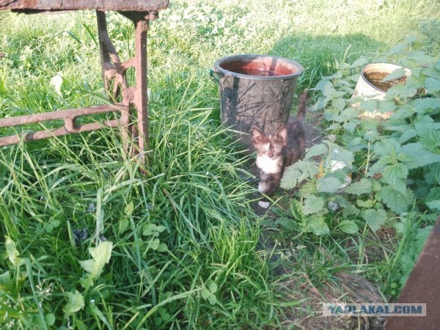 Жизнь домашнего приюта для котеек 557