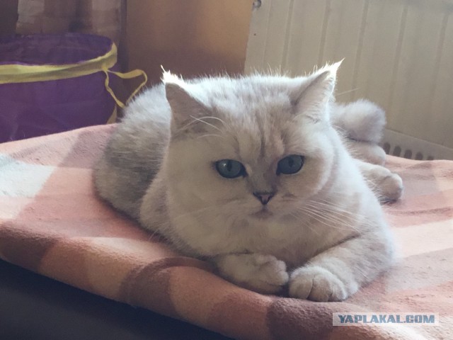 Оценка кота в жанре "тыгыдык": научный подход с юмором