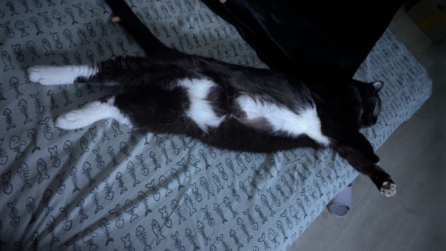 Котовторник. Где коты? Мой вот!