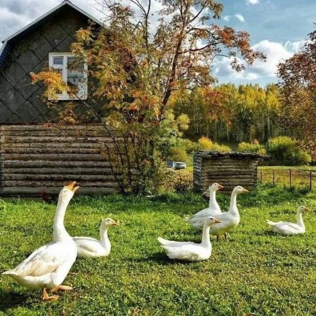 Осенние картинки