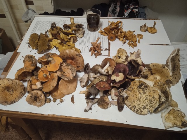 Прогулка по лесу с ножом и блеском в глазах в Крыму