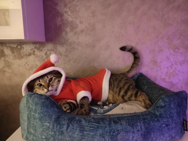 Котовторник,  кот Марс.