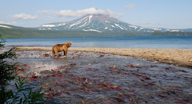 Сугробы на Камчатке достигли невиданных высот