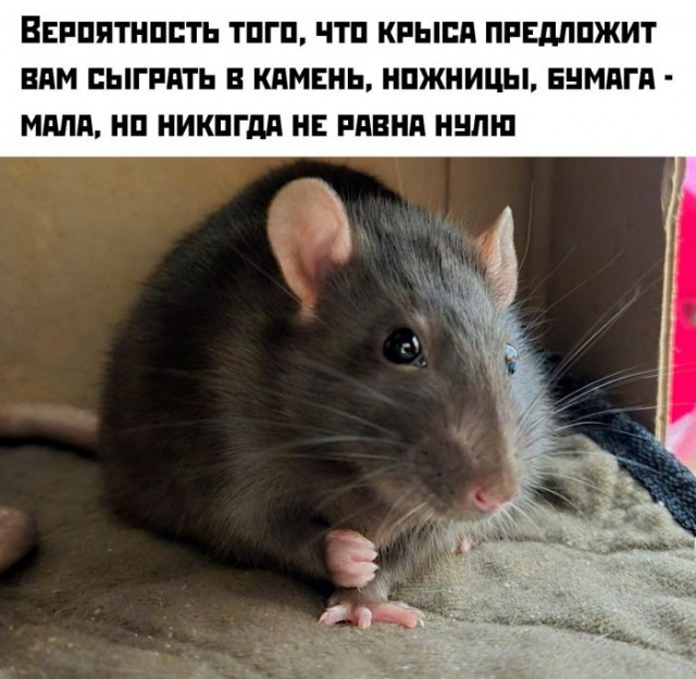 Веселое настроение в картинках (14.02.2025)