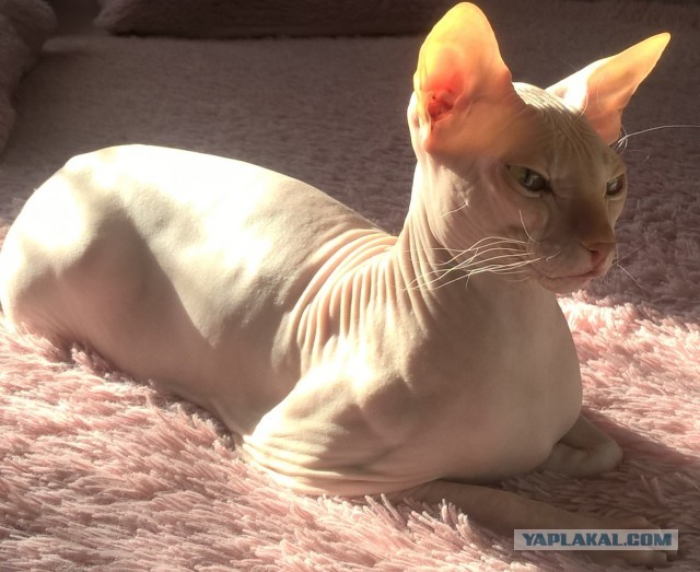 Уличные котики