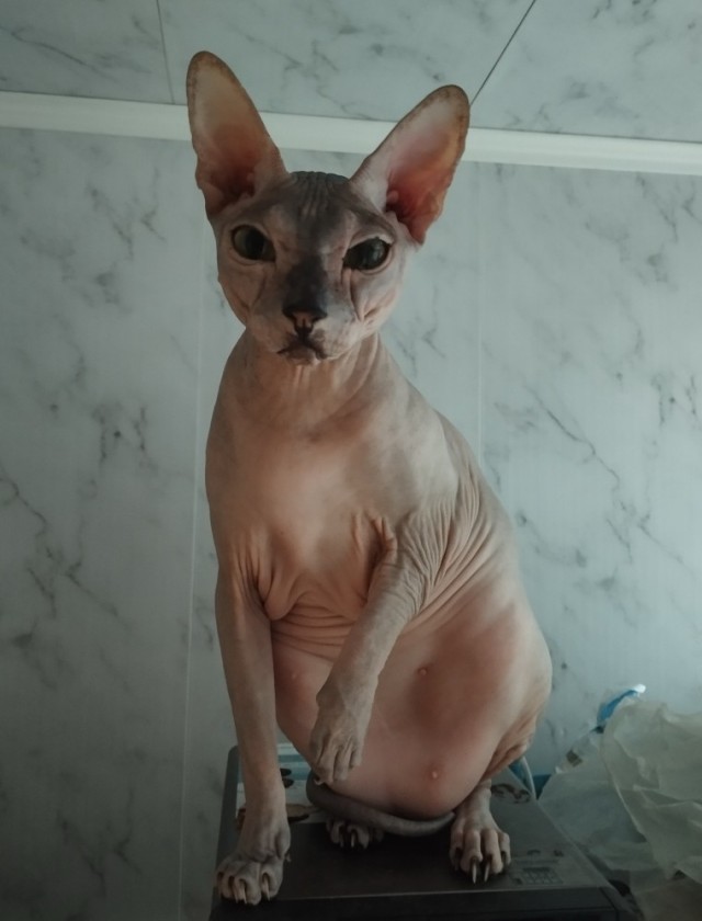 Кошка Яна 19 лет