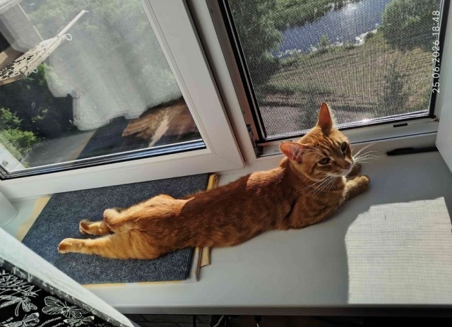 Котовторник же!