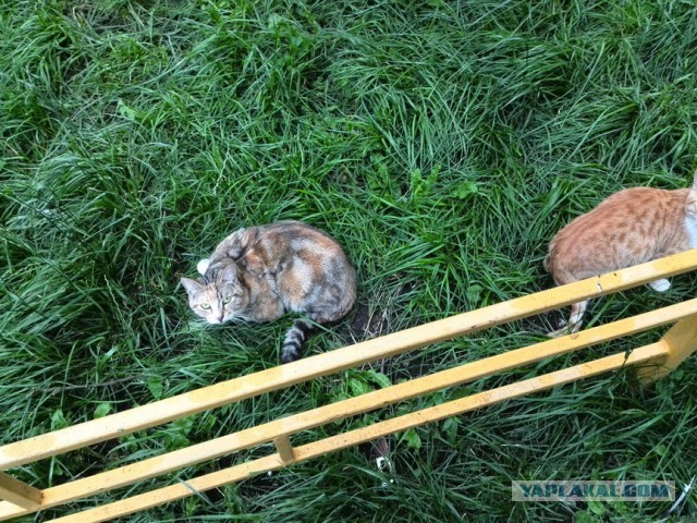 Котовторник  30.07.2013