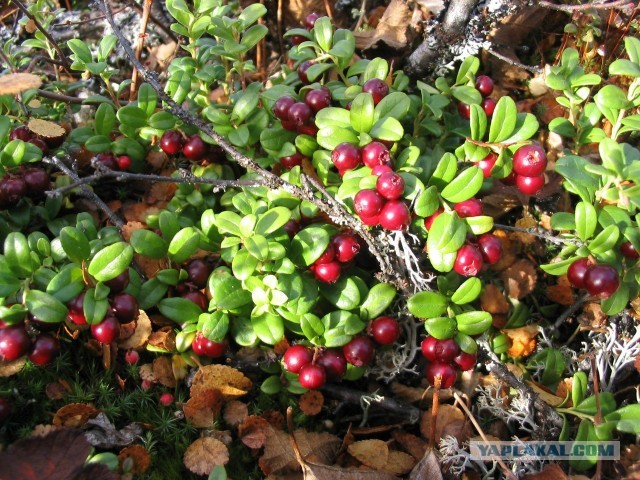 Выбрались за грибами.