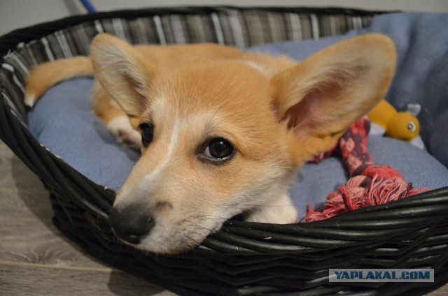 Завели щенка Корги