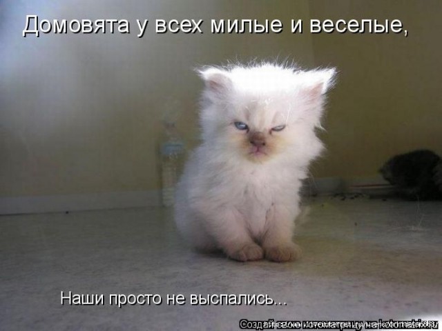 Котейка, который не знает как лежат котейки