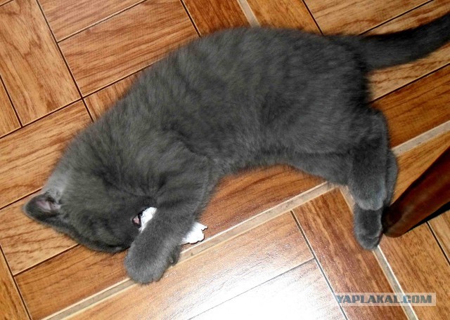 Котовторник   31.12.  2013