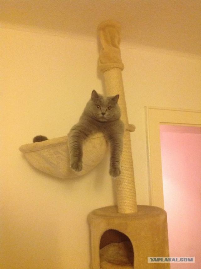 Котовторник 25.02.2014