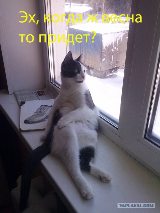 Котовторник 05.03.13