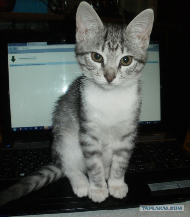 Котовторник 6.05.2014