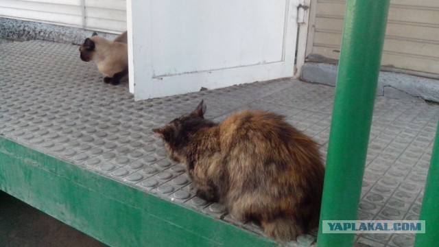 Котовторник  08.07.2014