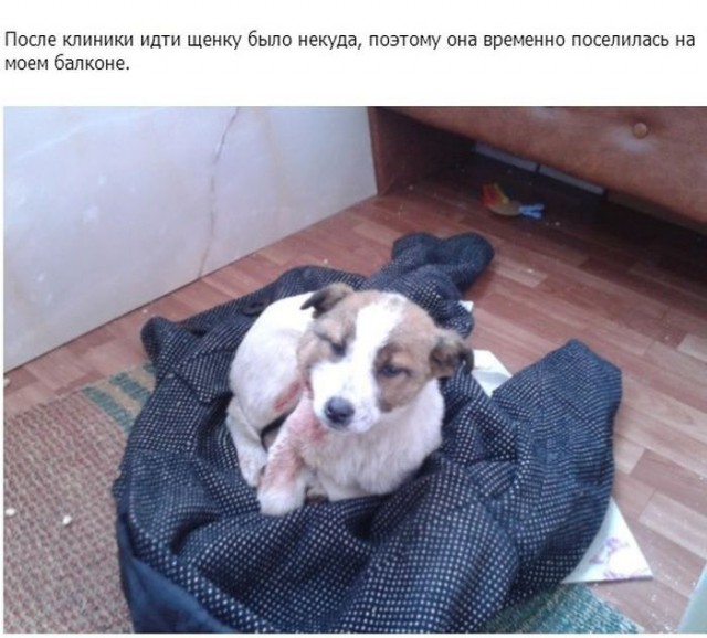 Не оставила в беде маленького щенка
