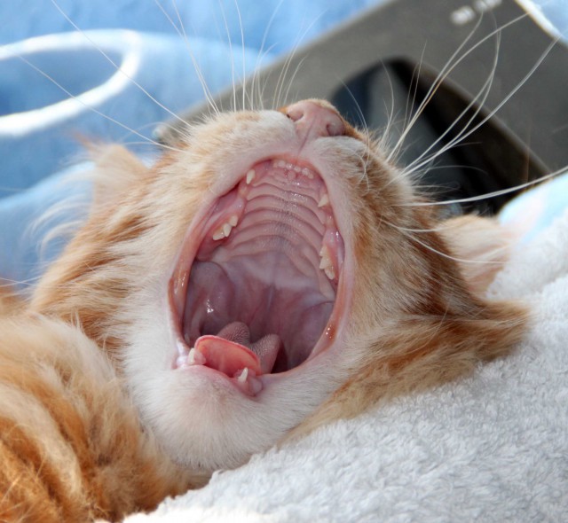 А у тебя есть фото твоей зевающей котейки ?