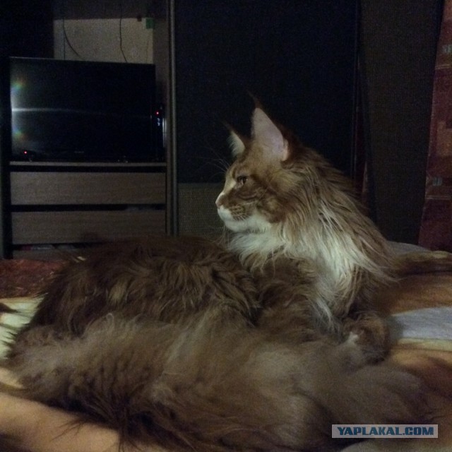 Котовторник 26.08.14.