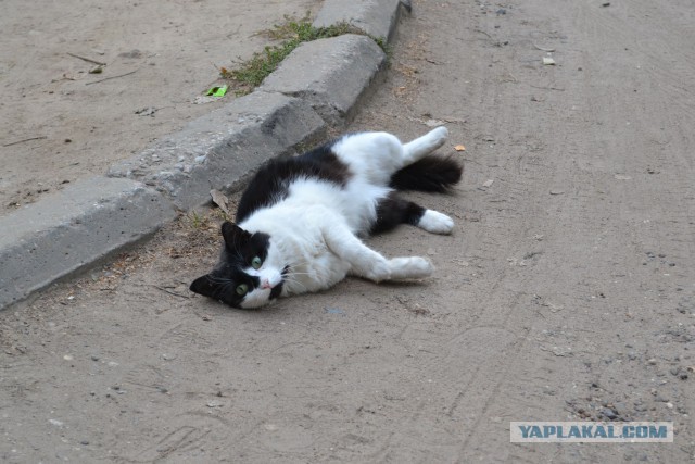 Котовторник 16.09.14