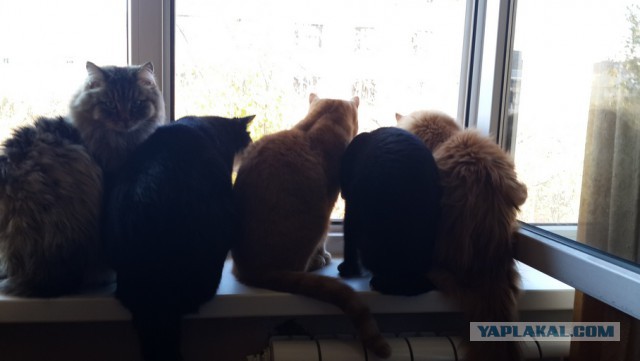 Котовторник 9.12.2014
