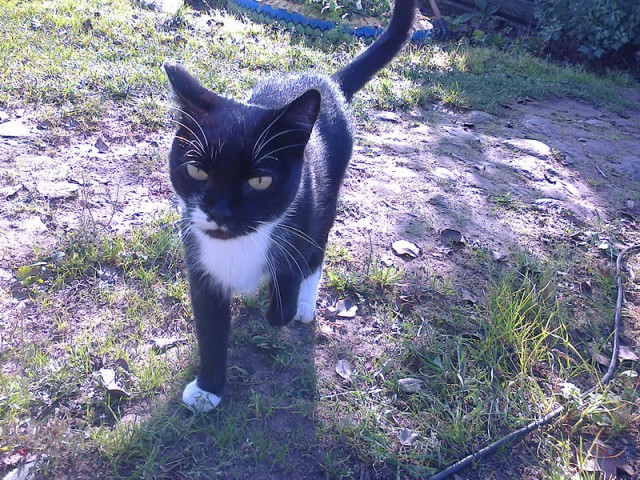 Котовторник 06.01.2015