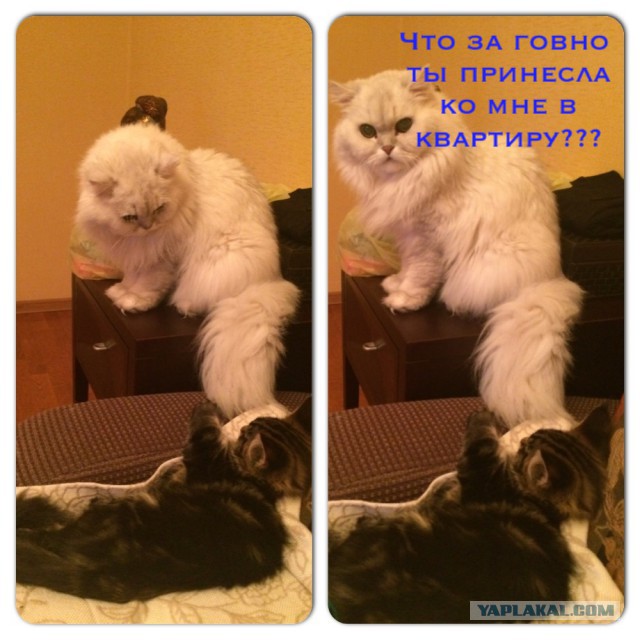 Котовторник 20.01.2015