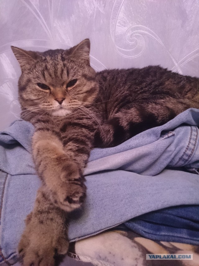 Котовторник