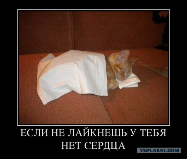 Котя
