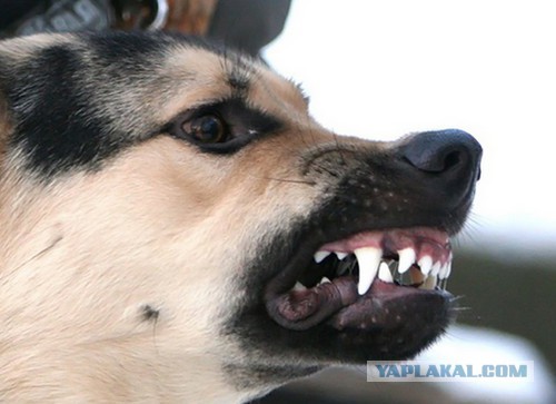 Бродячая собака в Астрахани разорвала щеку ребёнку