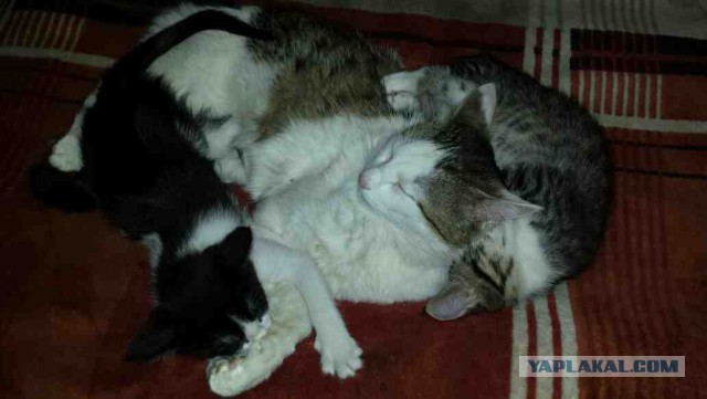 Котовторник