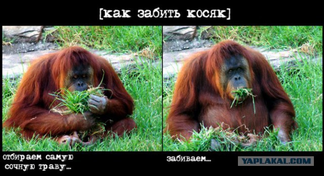 Минутка наркомании на ЯПе