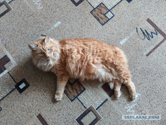 16 мейн-кунов, в сравнении с которыми ваш котик