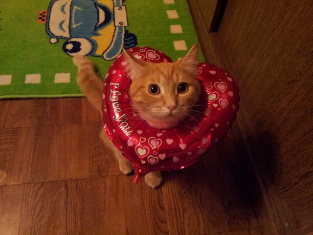 Котовторник