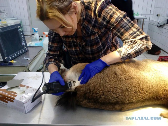 17 животных, которые по-настоящему благодарны ветеринарам