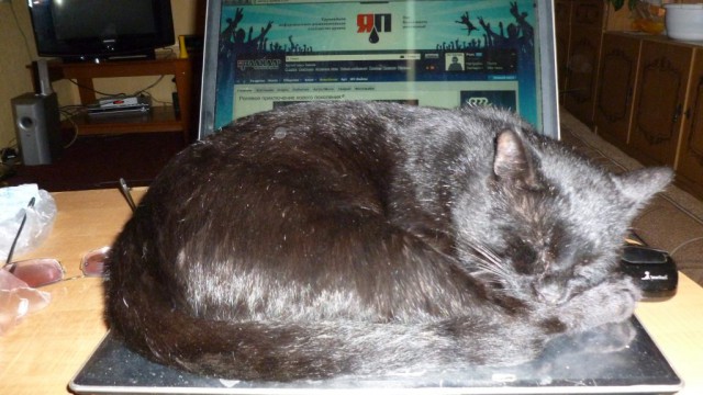 Кошка, которая спит не там (котовторнику посвящается)