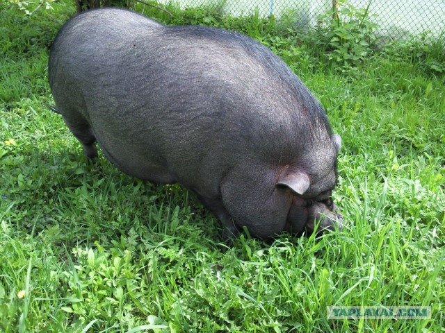 Инстаграм мини-свинки Пухли собрал более 31 тысячи подписчиков