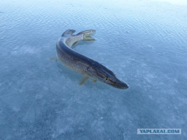 Рыбалка: закрытие зимнего сезона