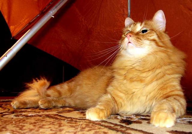 Коты, кошки, котята