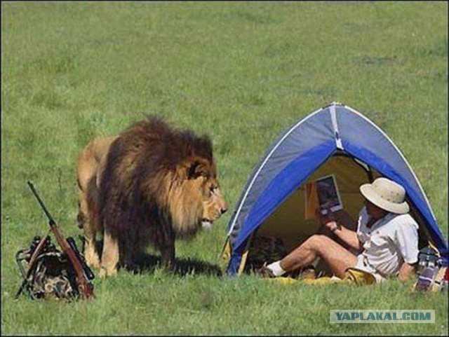 Фотографии льва за мгновение до атаки на фотографа.