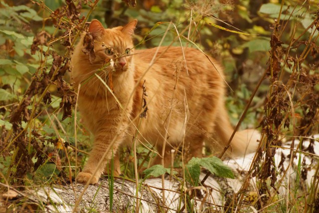 Домашние коты на природе
