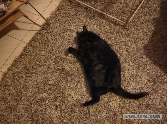 Ваши фотки котов на телефон